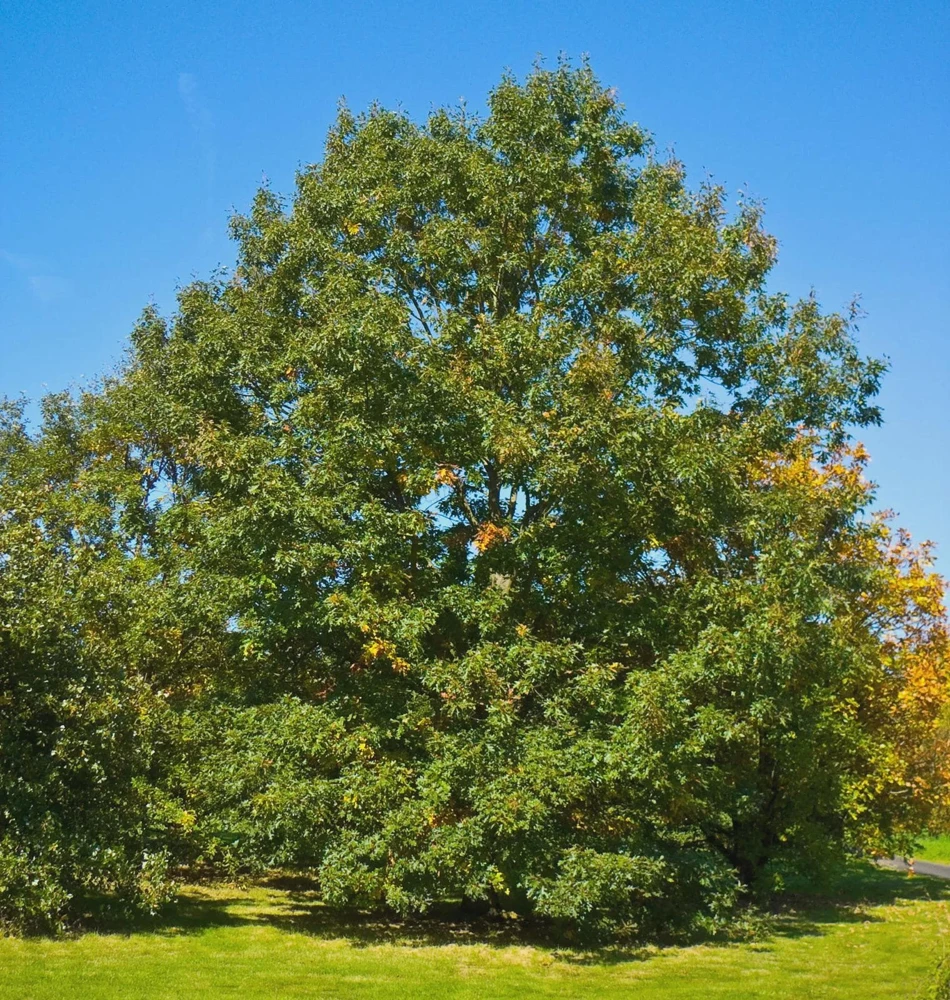 Chestnut Oak Tree Live Plant - Quercus montana, 5-Pack, 12-24 inches Tall, Outdoor - Image 4