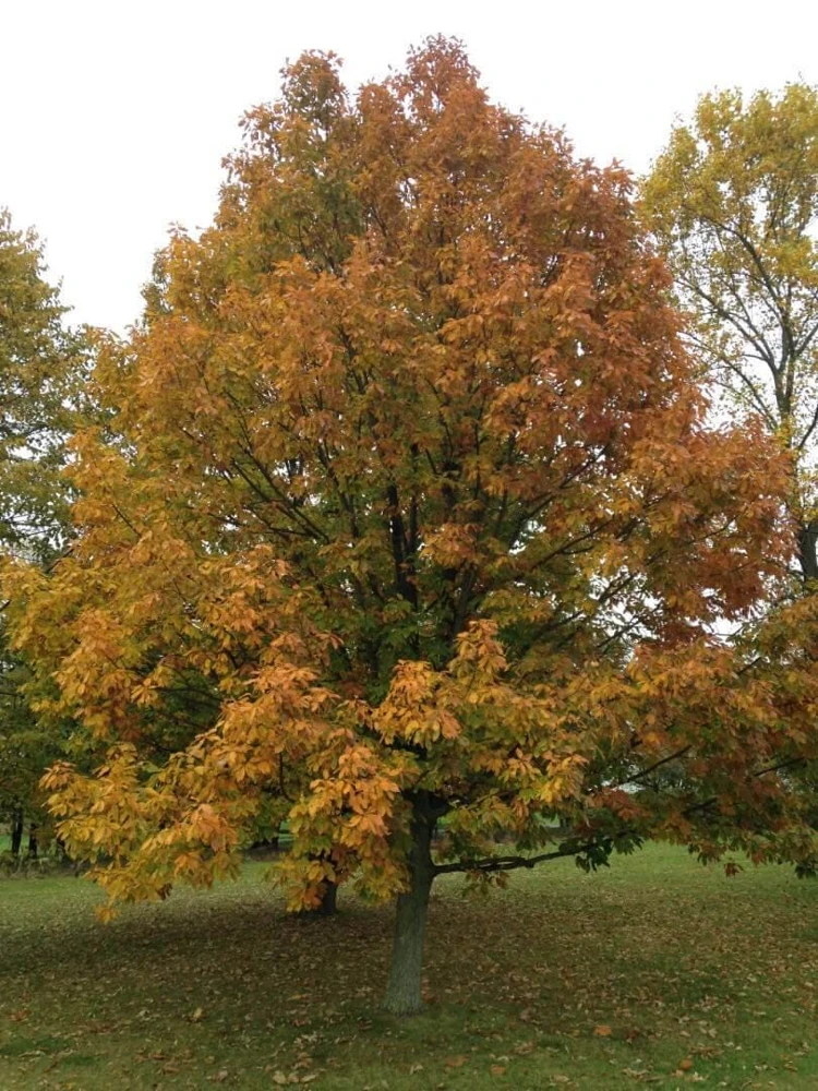 Chestnut Oak Tree Live Plant - Quercus montana, 5-Pack, 12-24 inches Tall, Outdoor - Image 7