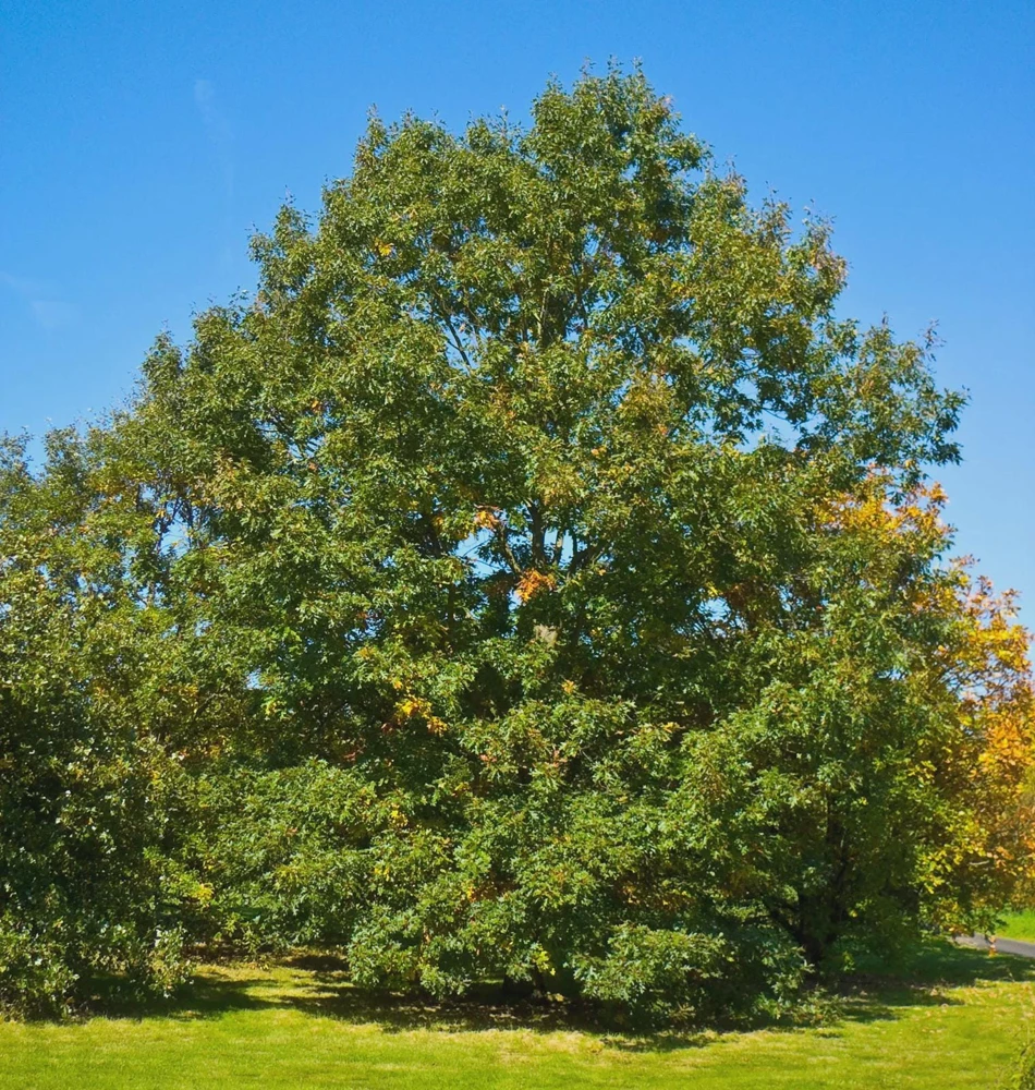 Chestnut Oak Tree Live Plant - Quercus montana, 5-Pack, 12-24 inches Tall, Outdoor - Image 8