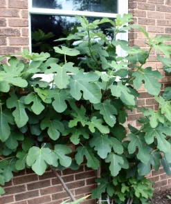 Chicago Hardy Fig Live Plant - Dormant, Self-Pollinating, Cold Hardy Zones 6-10 - Image 2