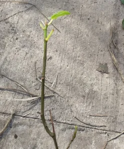 Chicago Hardy Fig Live Plant - Dormant, Self-Pollinating, Cold Hardy Zones 6-10 - Image 3