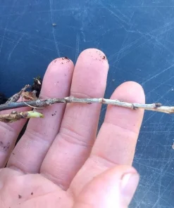 Chicago Hardy Fig Live Plant - Dormant, Self-Pollinating, Cold Hardy Zones 6-10 - Image 4