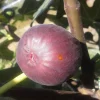 Chicago Hardy Fig Live Plant - Dormant, Self-Pollinating, Cold Hardy Zones 6-10 - Image 1