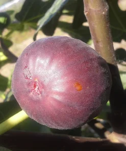 Chicago Hardy Fig Live Plant - Dormant, Self-Pollinating, Cold Hardy Zones 6-10 - Image 1
