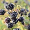 Chickasaw Blackberry Live Plant - Rubus fruticosus Starter Plug for Zones 5-9 - Image 1