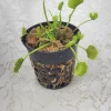 Chinese Dumpling Venus Flytrap Live Plant – Adult Sized, 3-inch Pot – Indoor/Outdoor Carnivorous Plant - Image 1