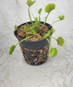 Chinese Dumpling Venus Flytrap Live Plant – Adult Sized, 3-inch Pot – Indoor/Outdoor Carnivorous Plant - Image 1