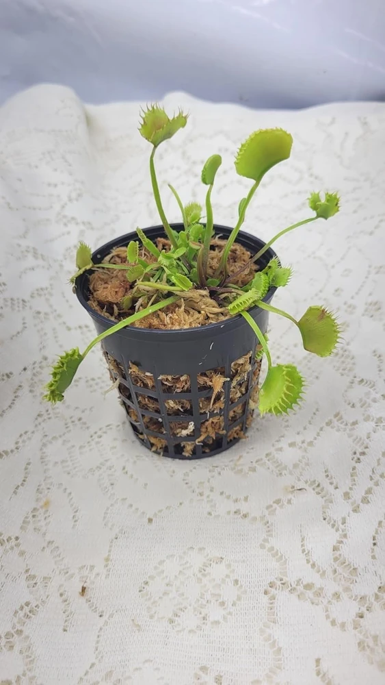 Chinese Dumpling Venus Flytrap Live Plant – Adult Sized, 3-inch Pot – Indoor/Outdoor Carnivorous Plant - Image 1