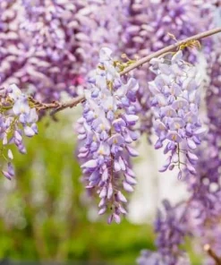 Chinese Wisteria Live Plant 6-12