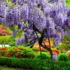 Chinese Wisteria Live Plant - Wisteria sinensis Starter, 6-12" Tall, Outdoor - Image 1