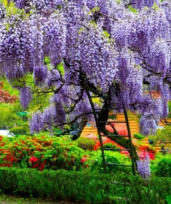 Chinese Wisteria Live Plant - Wisteria sinensis Starter, 6-12