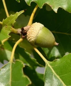 Chinkapin Oak Tree Live Plant 12-24