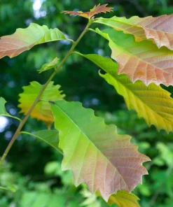 Chinkapin Oak Tree Live Plant 12-24