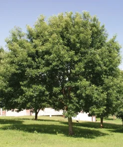 Chinkapin Oak Tree Live Plant 12-24