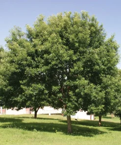 Chinkapin Oak Tree Live Plant 12-24