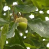 Chinkapin Oak Tree Live Plant 12-24" Tall Quercus muehlenbergii Starter - Image 1