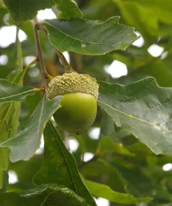 Chinkapin Oak Tree Live Plant 12-24