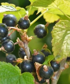 Consort Black Currant Live Plant - Edible Shrub, Rooted Starter, Zones 4-8 - Image 3