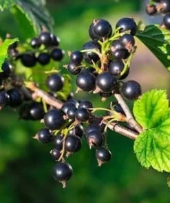 Consort Black Currant Live Plant - Edible Shrub, Rooted Starter, Zones 4-8 - Image 4