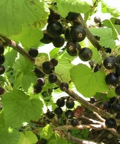 Consort Black Currant Live Plant - Edible Shrub, Rooted Starter, Zones 4-8 - Image 5