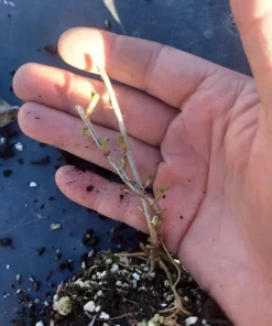 Consort Black Currant Live Plant - Edible Shrub, Rooted Starter, Zones 4-8 - Image 6