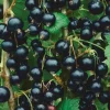 Consort Black Currant Live Plant - Edible Shrub, Rooted Starter, Zones 4-8 - Image 1