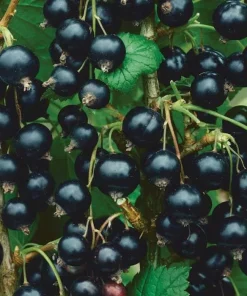 Consort Black Currant Live Plant - Edible Shrub, Rooted Starter, Zones 4-8 - Image 1
