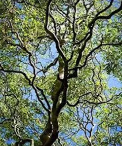 Corkscrew Willow Tree Live Plant - Salix matsudana 'Tortuosa' - 2-3 ft Tall - Quart Pot - Image 3