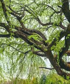 Corkscrew Willow Tree Live Plant - Salix matsudana 'Tortuosa' - 2-3 ft Tall - Quart Pot - Image 5