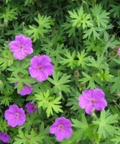 Cranesbill Wild Geranium Bare Root Plant - Organic Purple Shade Garden Flower - Image 10