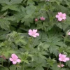 Cranesbill Wild Geranium Bare Root Plant - Organic Purple Shade Garden Flower - Image 1