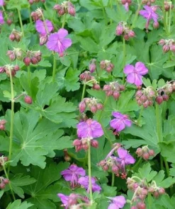 Cranesbill Wild Geranium Bare Root Plant - Organic Purple Shade Garden Flower - Image 2