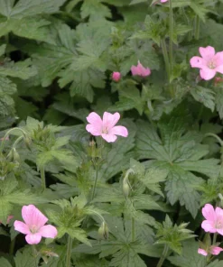 Cranesbill Wild Geranium Bare Root Plant - Organic Purple Shade Garden Flower - Image 9