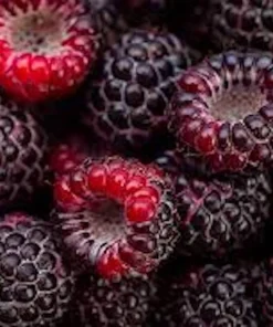 Cumberland Black Raspberry Live Plants - 3 Pack, 2 Year Old Fruit Plant - Image 3
