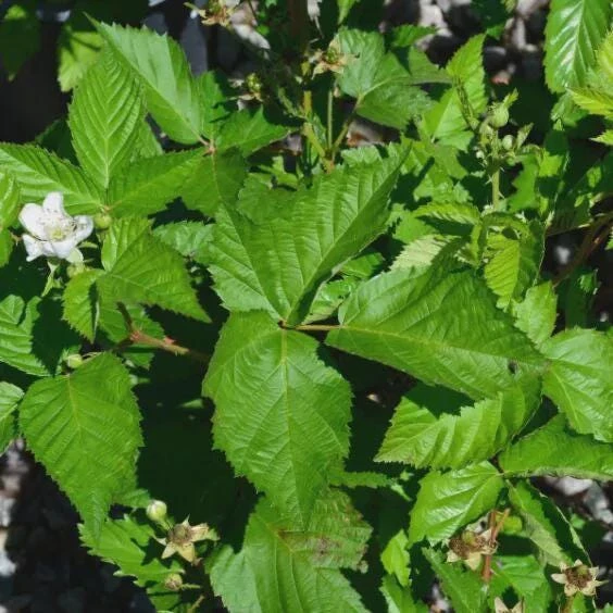 Darrow Blackberry Live Plant – Rubus fruticosus – Cold Hardy Fruit Shrub - Image 6