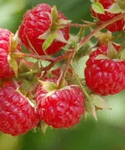 Dorman Red Raspberry Live Plant - Heat Tolerant, Everbearing, USDA Zones 7-9 - Image 2