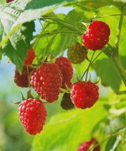 Dorman Red Raspberry Live Plant - Heat Tolerant, Everbearing, USDA Zones 7-9 - Image 8