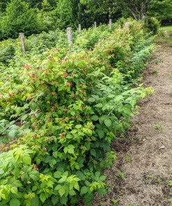 Double Gold Raspberry Live Plant - Everbearing, Self-Pollinating, Zones 5-8 - Image 2