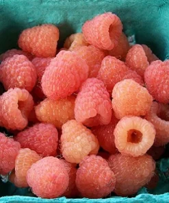 Double Gold Raspberry Live Plant - Everbearing, Self-Pollinating, Zones 5-8 - Image 3