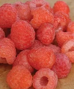 Double Gold Raspberry Live Plant - Everbearing, Self-Pollinating, Zones 5-8 - Image 4