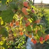 Double Gold Raspberry Live Plant - Everbearing, Self-Pollinating, Zones 5-8 - Image 1