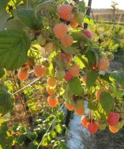 Double Gold Raspberry Live Plant - Everbearing, Self-Pollinating, Zones 5-8 - Image 1