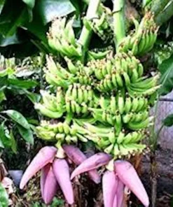 Double Mahoi Banana Plant - Edible Dwarf Cavendish Live Starter, Dwarf Variety - Image 2