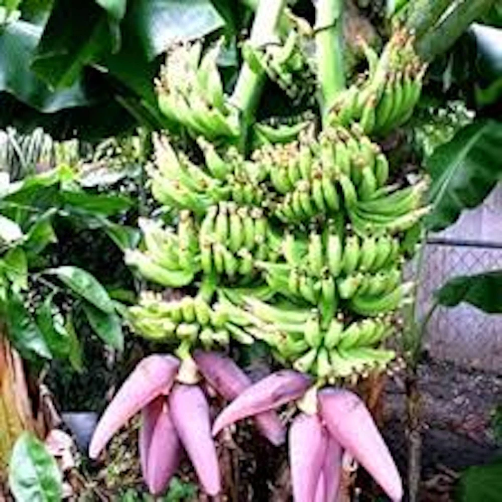 Double Mahoi Banana Plant - Edible Dwarf Cavendish Live Starter, Dwarf Variety - Image 2