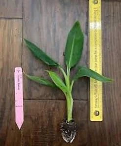 Double Mahoi Banana Plant - Edible Dwarf Cavendish Live Plant - Tropical Fruit Tree - Image 2