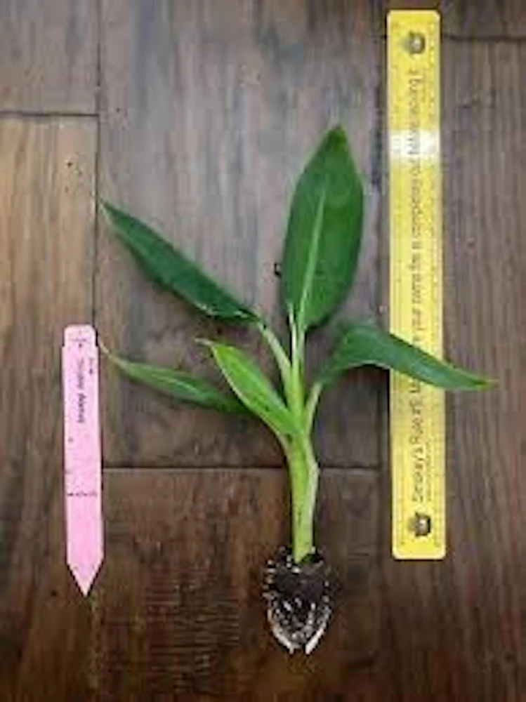 Double Mahoi Banana Plant - Edible Dwarf Cavendish Live Starter, Dwarf Variety - Image 3