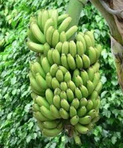 Double Mahoi Banana Plant - Edible Dwarf Cavendish Live Starter, Dwarf Variety - Image 4