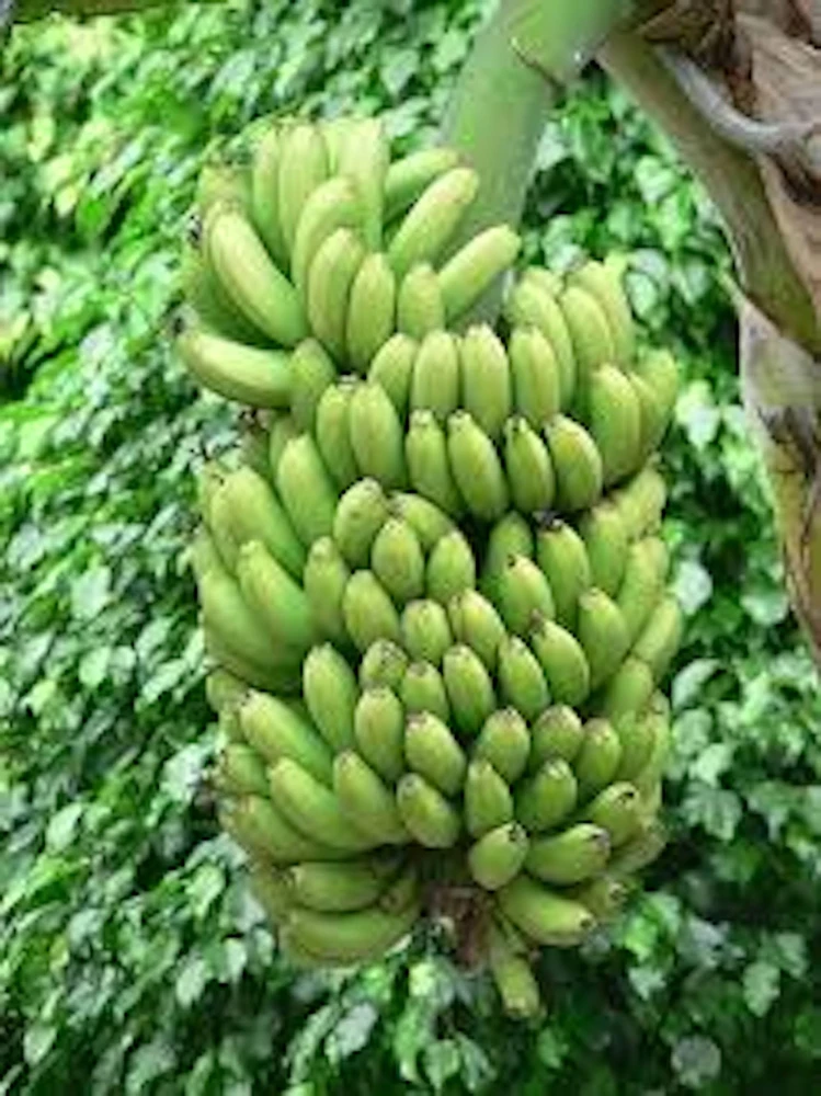 Double Mahoi Banana Plant - Edible Dwarf Cavendish Live Starter, Dwarf Variety - Image 4