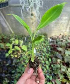 Double Mahoi Banana Plant - Edible Dwarf Cavendish Live Starter, Dwarf Variety - Image 5