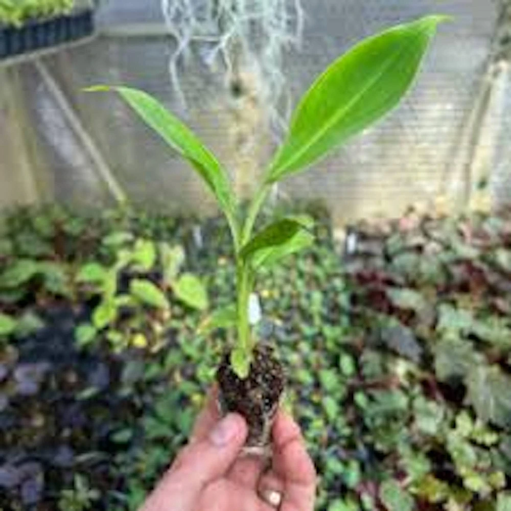 Double Mahoi Banana Plant - Edible Dwarf Cavendish Live Starter, Dwarf Variety - Image 5